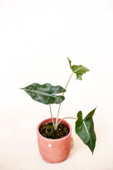 Alocasia loco